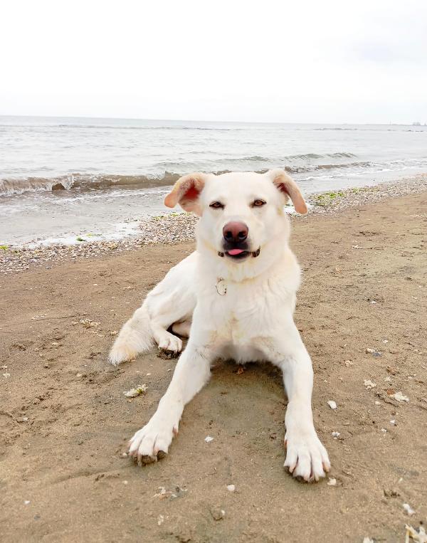 Orio nato a febbraio '22 - Adozione del Cuore Foto 8